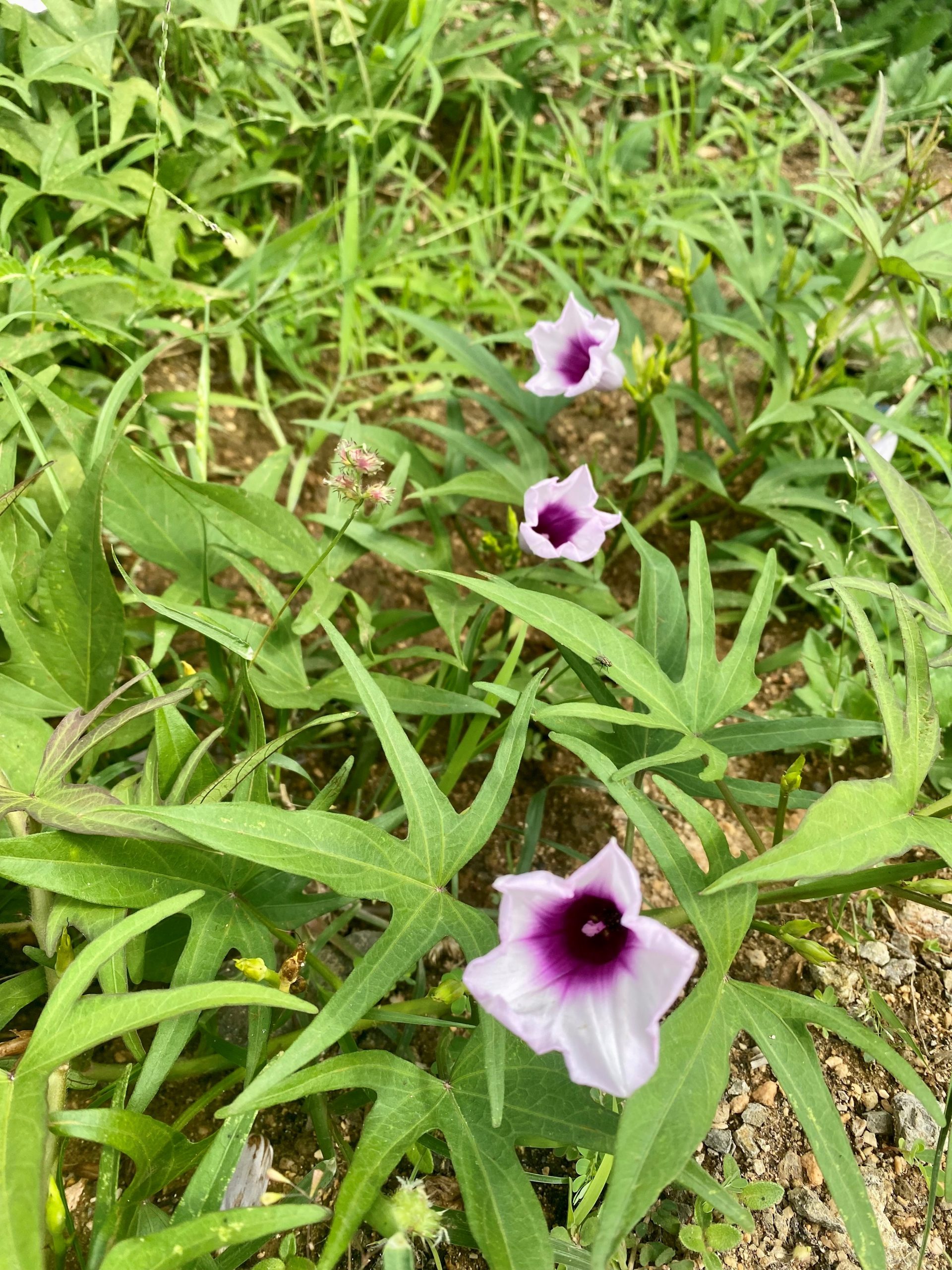 sweet potato flower